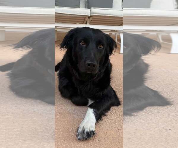 Medium Photo #1 Border Collie-Unknown Mix Puppy For Sale in Cave Creek, AZ, USA