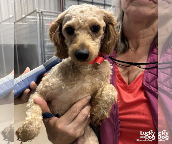 Medium Photo #2 Mutt Puppy For Sale in Washington, DC, USA