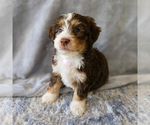 Puppy LeFou Aussiedoodle Miniature -Miniature Bernedoodle Mix