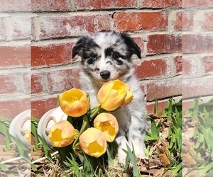 Miniature Australian Shepherd Puppy for sale in SANDOWN, NH, USA