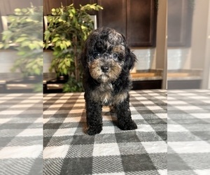 Bernedoodle (Miniature) Puppy for sale in GREENWOOD, IN, USA