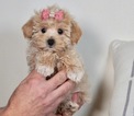 Puppy 2 Maltese-Poodle (Toy) Mix