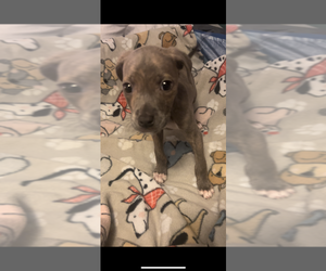 Mutt Puppy for sale in FAYETTEVILLE, NC, USA