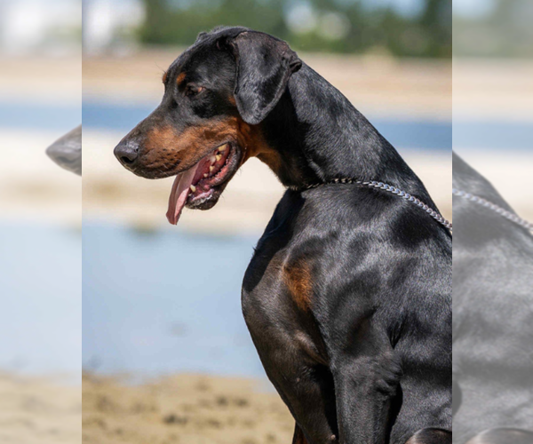 Medium Photo #61 Doberman Pinscher Puppy For Sale in FORT LAUDERDALE, FL, USA