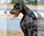 Small Photo #61 Doberman Pinscher Puppy For Sale in FORT LAUDERDALE, FL, USA