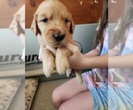 Small Photo #4 Golden Retriever Puppy For Sale in RINDGE, NH, USA