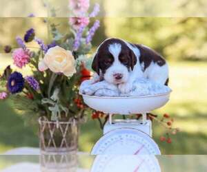 English Springer Spaniel Puppy for sale in TRENTON, OH, USA
