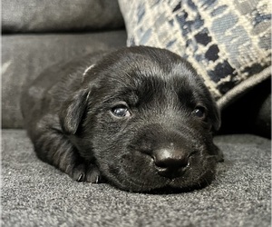 Labrador Retriever Puppy for sale in AUGUSTA, WI, USA