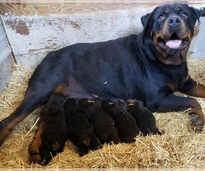 Mother of the Rottweiler puppies born on 05/01/2019