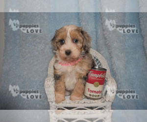 Aussiedoodle-Poodle (Toy) Mix Puppy for sale in SANGER, TX, USA