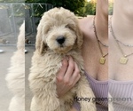 Puppy 3 Goldendoodle