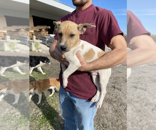 Medium Photo #1 Rat Terrier-Shiba Inu Mix Puppy For Sale in ARTHUR, IL, USA