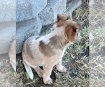 Small Photo #26 Australian Cattle Dog Puppy For Sale in SYLMAR, CA, USA