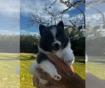 Small #9 Pomeranian