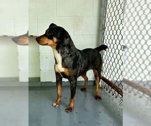 Madonna - Female Mutt Dog for Adoption - Photo #3