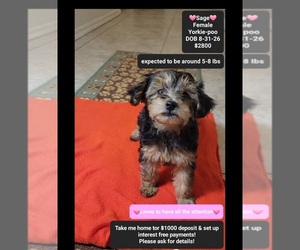 Yorkipoo Puppy for sale in TUCSON, AZ, USA