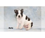 Small Photo #4 Boston Terrier Puppy For Sale in CLARE, MI, USA