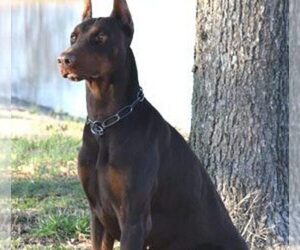 Father of the Doberman Pinscher puppies born on 01/21/2021