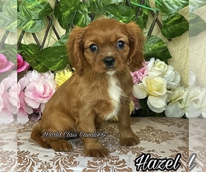 Cavalier King Charles Spaniel Puppy for sale in MIAMI, FL, USA