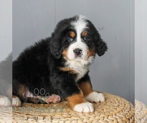 Medium Bernese Mountain Dog