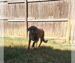 Small Photo #7 Mutt Puppy For Sale in Jackson, MS, USA