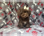 Small #7 ShihPoo