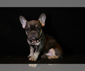 French Bulldog Puppy for sale in METUCHEN, NJ, USA
