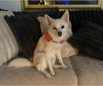 Small Photo #116 Pomsky Puppy For Sale in LOVELAND, CO, USA
