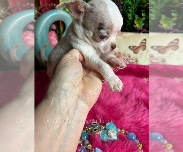 Medium Photo #7 Chihuahua Puppy For Sale in TRACY, CA, USA