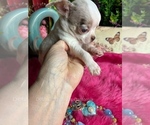 Sterling - Male Chihuahua Puppy for Sale - Photo #7