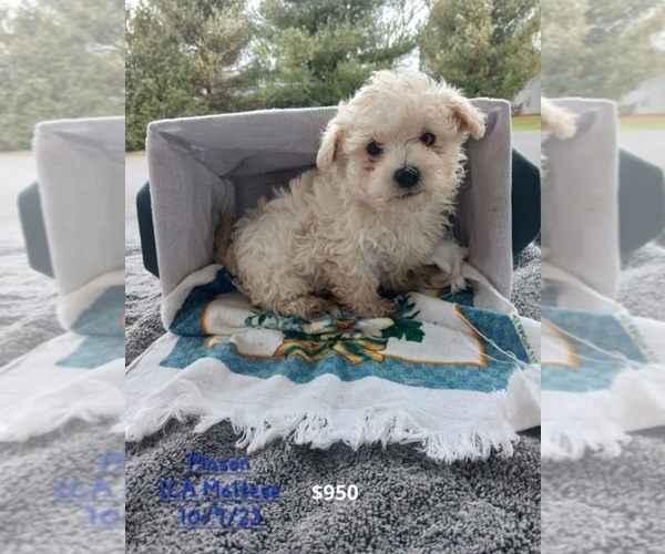 Medium Photo #1 Maltese Puppy For Sale in TOPEKA, IN, USA