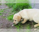 Puppy Red Labrador Retriever