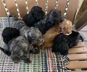 Cavapoo Litter for sale in KALONA, IA, USA