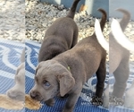 Small Photo #18 Labrador Retriever Puppy For Sale in POCAHONTAS, IL, USA
