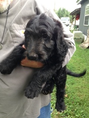 Goldendoodle Puppy for sale in ANTIOCH, TN, USA