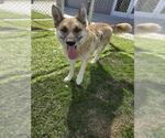 Small German Shepherd Dog