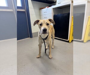 Labrador Retriever Dogs for adoption in Corpus Christi, TX, USA