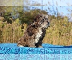 Small #32 ShihPoo