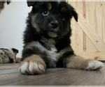 Small Photo #20 Miniature Australian Shepherd Puppy For Sale in BETHANY, IL, USA