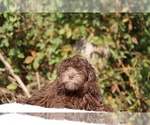 Small #9 ShihPoo