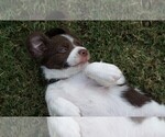 Small Photo #12 Brittany Puppy For Sale in HAMILTON, GA, USA
