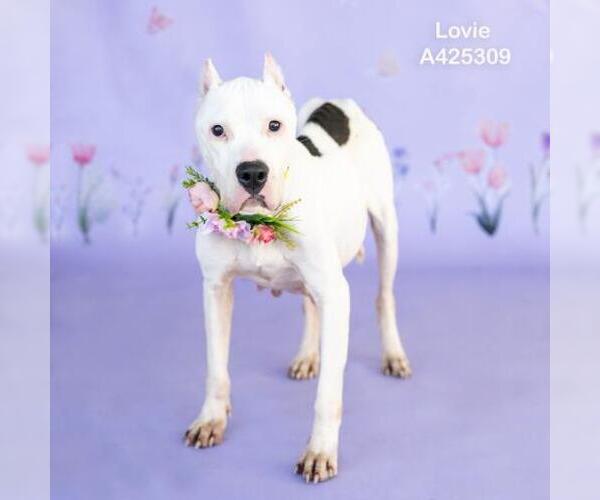 Medium Photo #2 American Staffordshire Terrier-Unknown Mix Puppy For Sale in Conroe, TX, USA