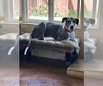 Small #5 Great Dane