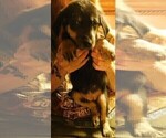 Small Photo #23 Golden Labrador Puppy For Sale in IDAHO SPRINGS, CO, USA