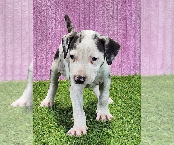 Medium Photo #2 Catahoula Leopard Dog Puppy For Sale in CUMBY, TX, USA