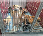 Small #2 Labrador Retriever Mix
