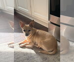 Small #4 Chihuahua Mix
