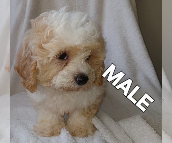Medium Photo #3 Maltipoo Puppy For Sale in PEABODY, MA, USA