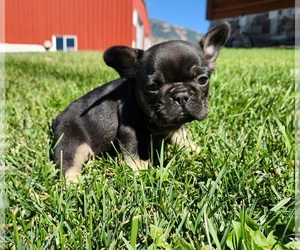 French Bulldog Puppy for sale in AFTON, WY, USA
