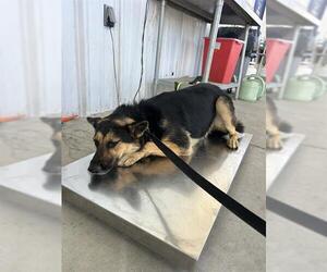 German Shepherd Dog Dogs for adoption in Bakersfield, CA, USA